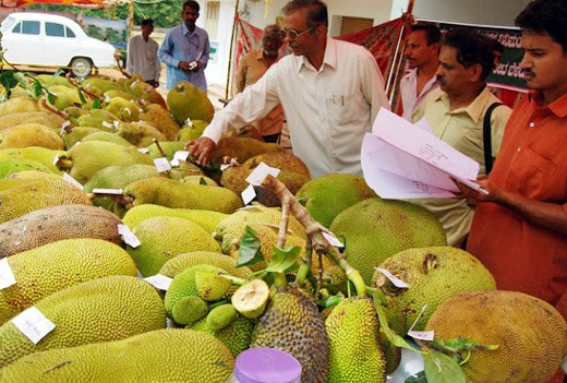 Jackfruit 24 